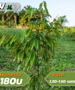 MN0001 หมอนทอง 120-150 เมตร