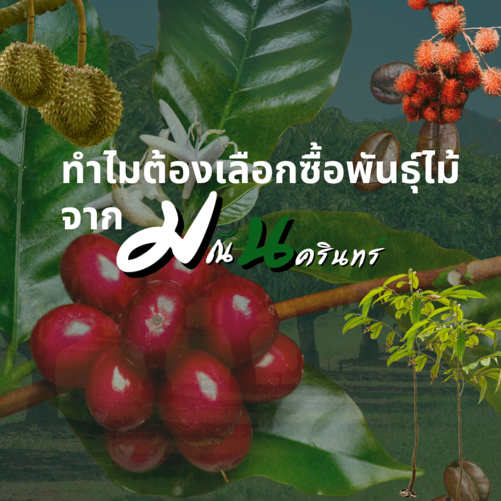 ทำไมต้องเลือกซื้อพันธุ์ไม้จากมณีนคริทร์