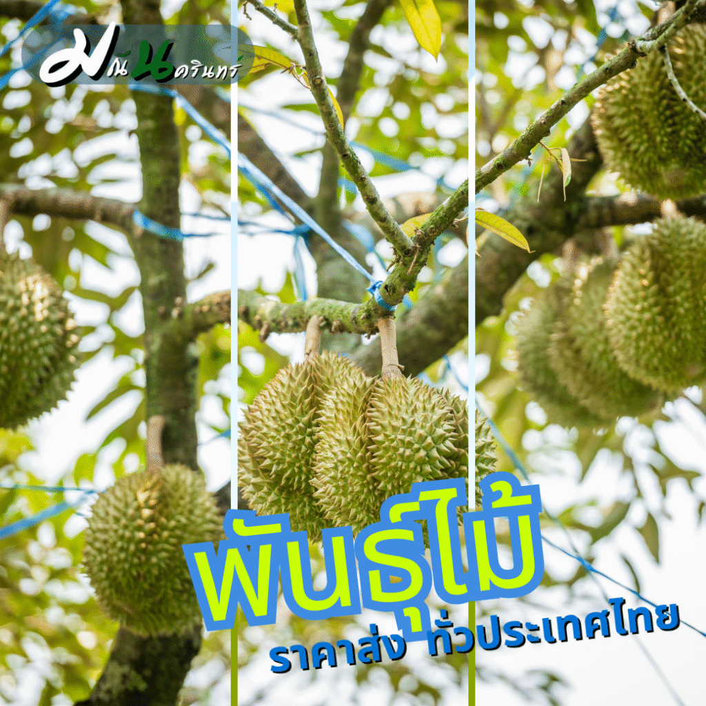 ราคาส่ง ทั่วประเทศไทย