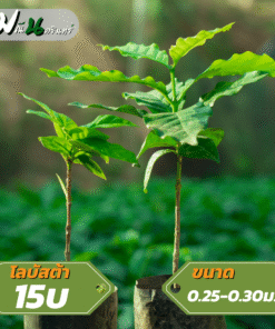 กาแฟโลบัสต้า